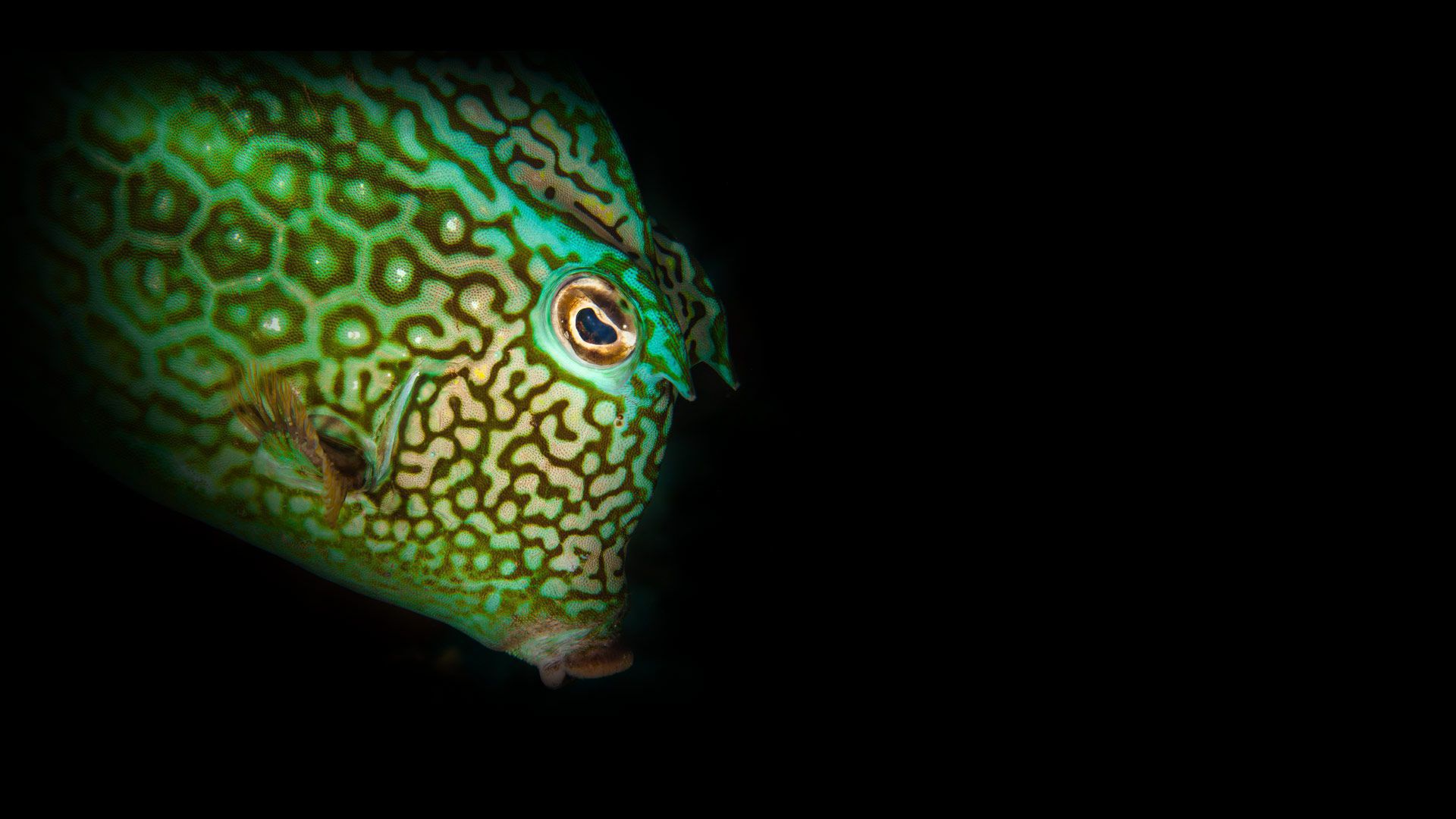 Bonaire shore diving and Caribbean reef scenery