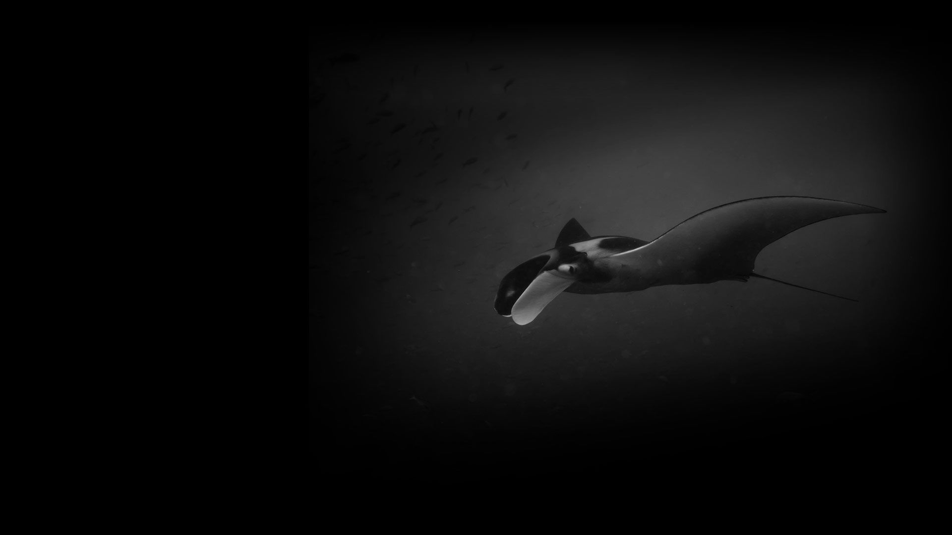 Galápagos Islands diving and remote volcanic seascape