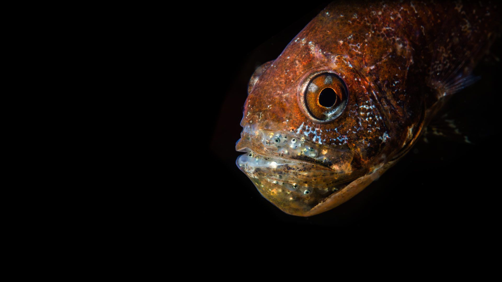 Lembeh Strait muck diving and macro photography environment