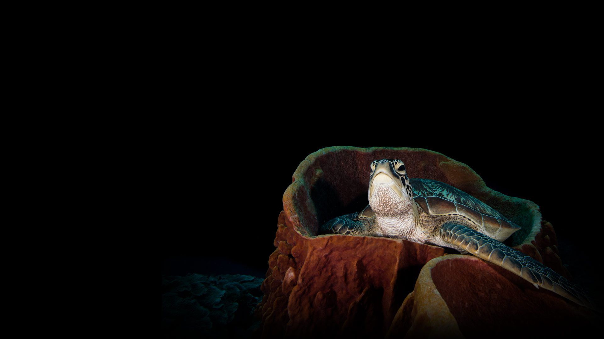 Bunaken National Marine Park reef and island scenery
