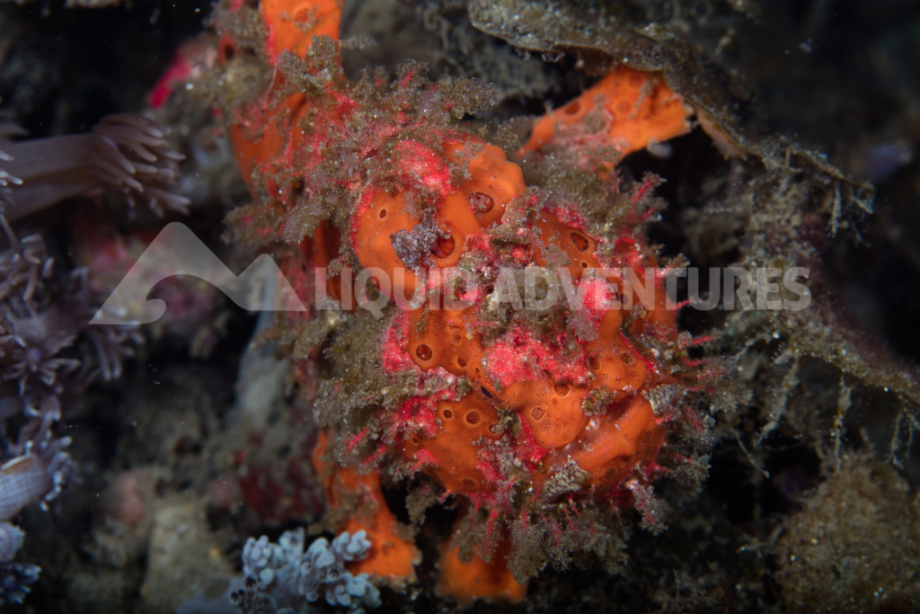 cand 5dsr frogfish