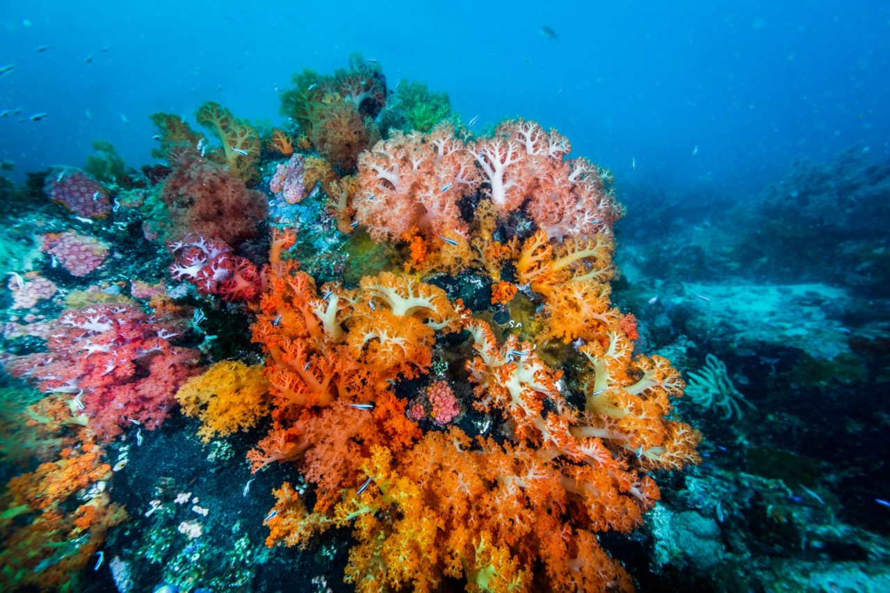 Bangka Island Scuba Diving - Miles Below