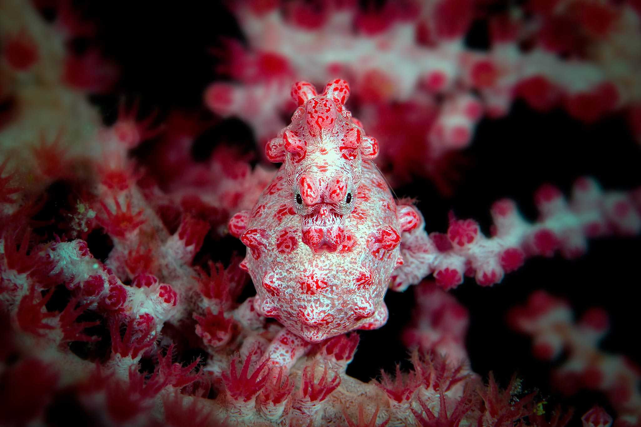 Wakatobi reef and pygmy seahorse underwater photography