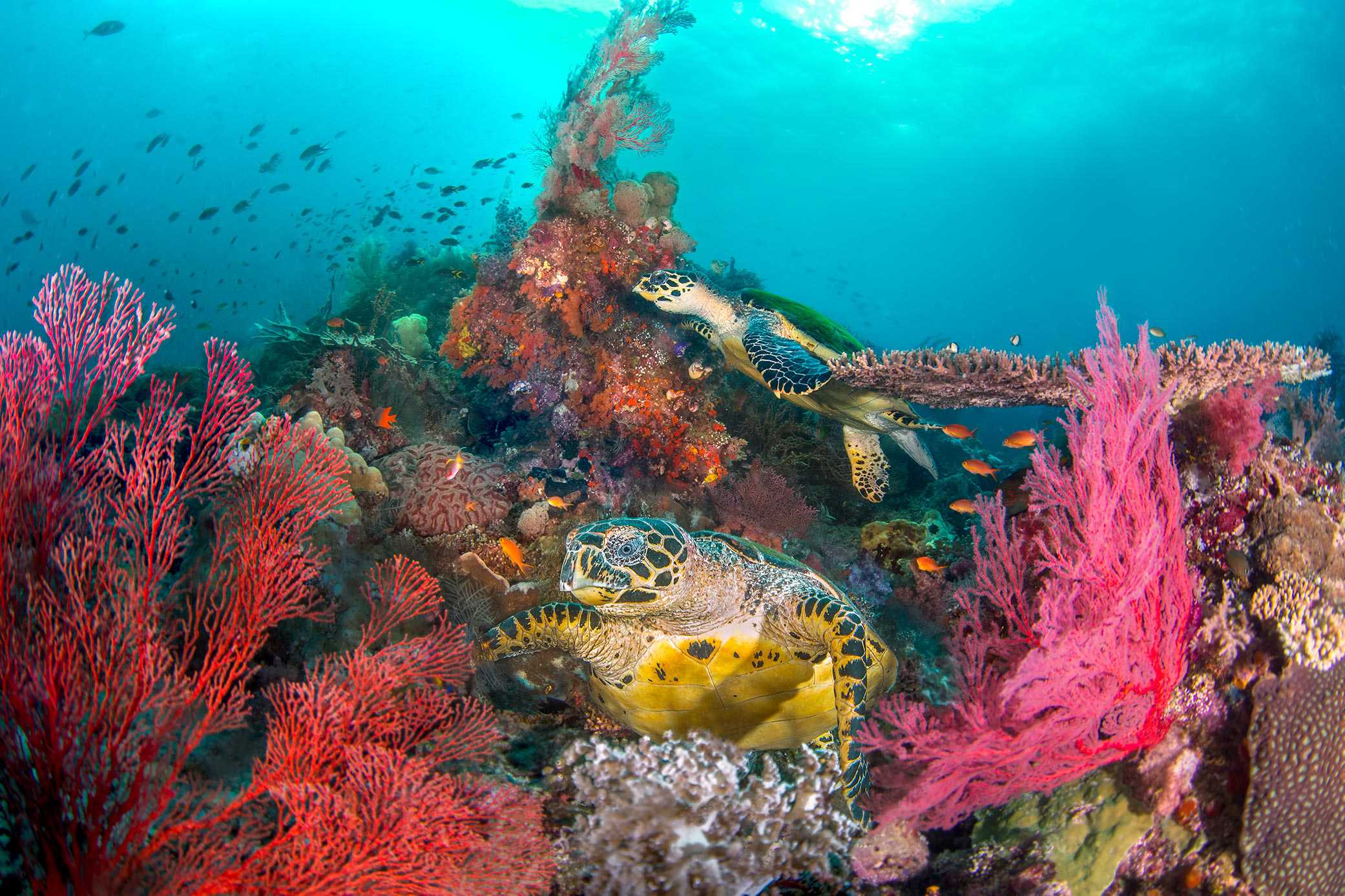 Northern Raja Ampat reef and island scenery