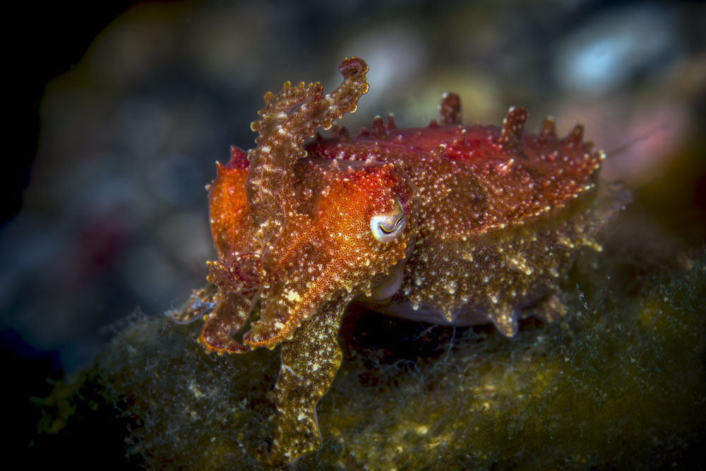 Flamboyant cuttlefish in Lembeh Strait
