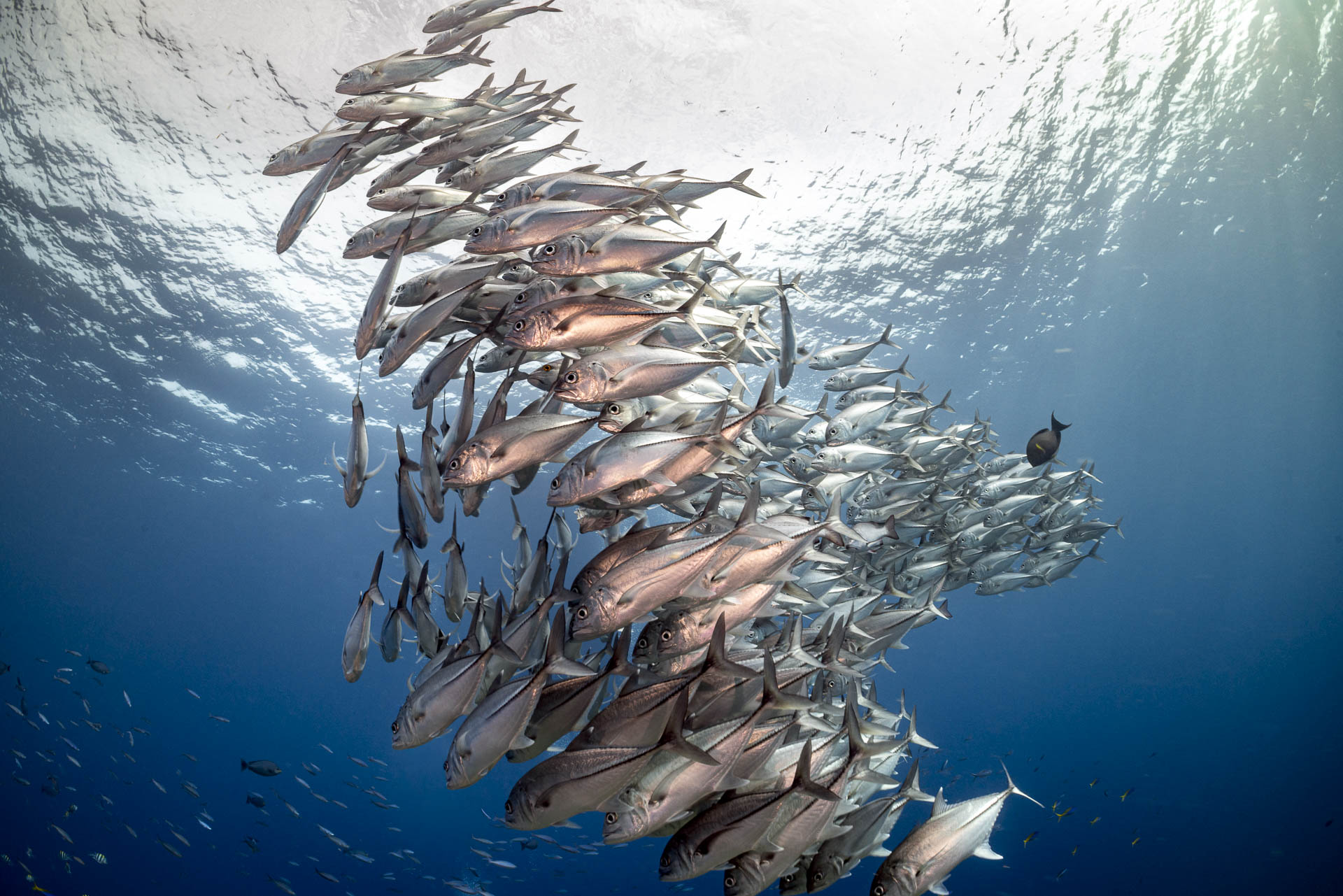 School of Jacks at Misool