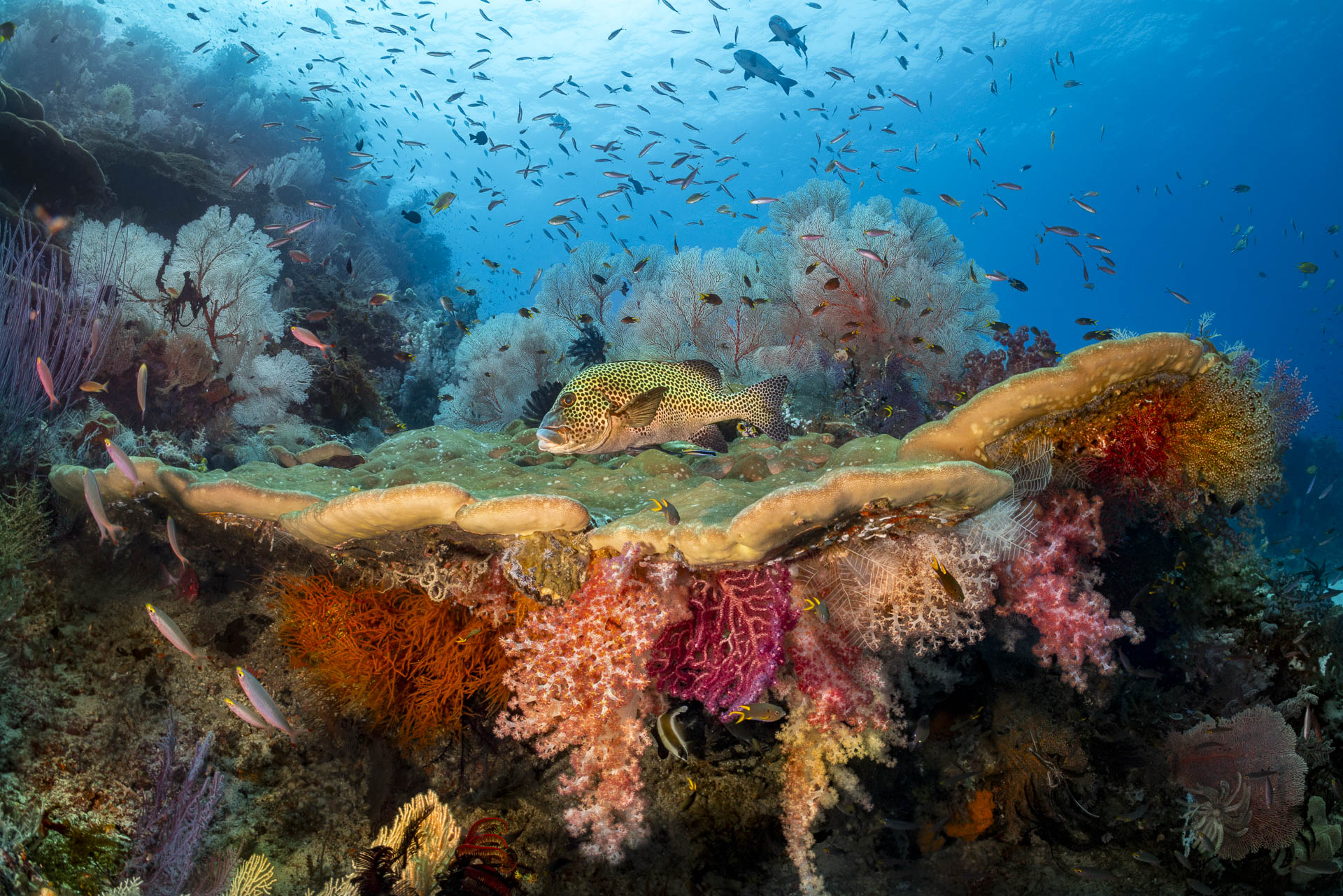 Underwater reef scene