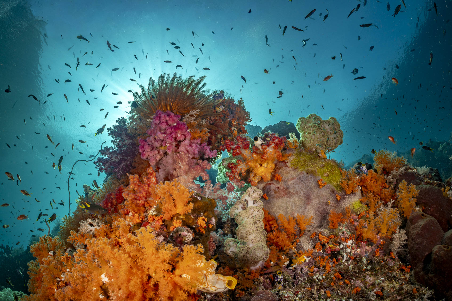 Misool Raja Ampat reef and island scenery