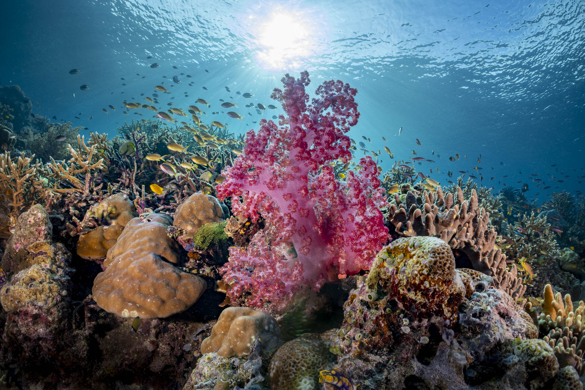 Misool marine reserve scenery