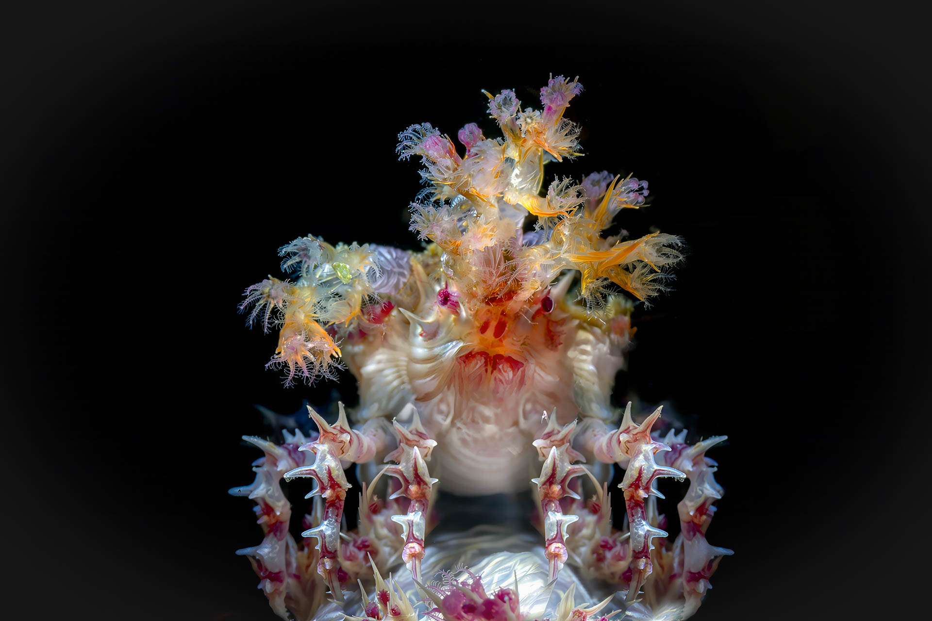 Decorator Crab with a Crown