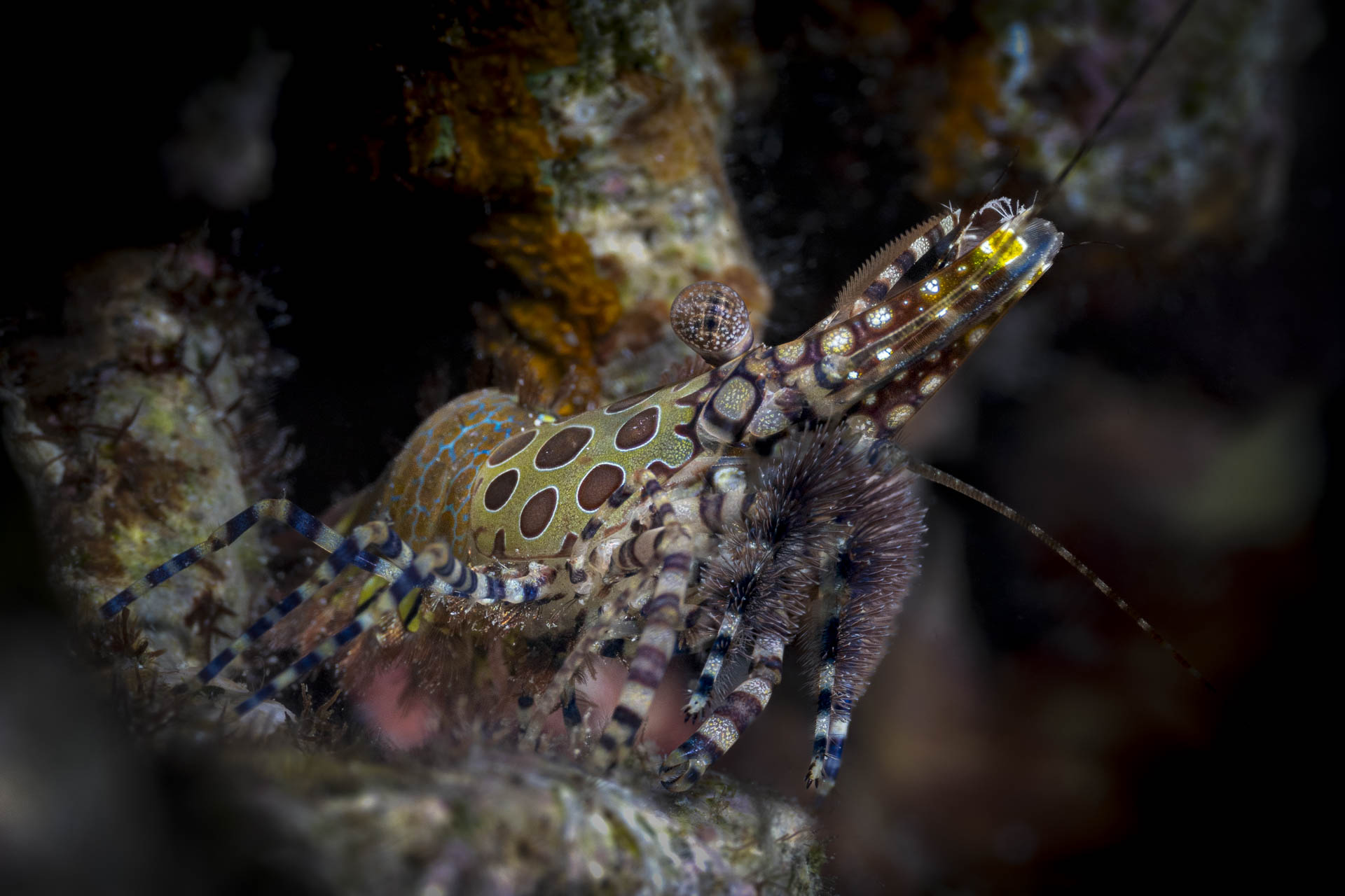 I call them the party shrimp - marble shrimp
