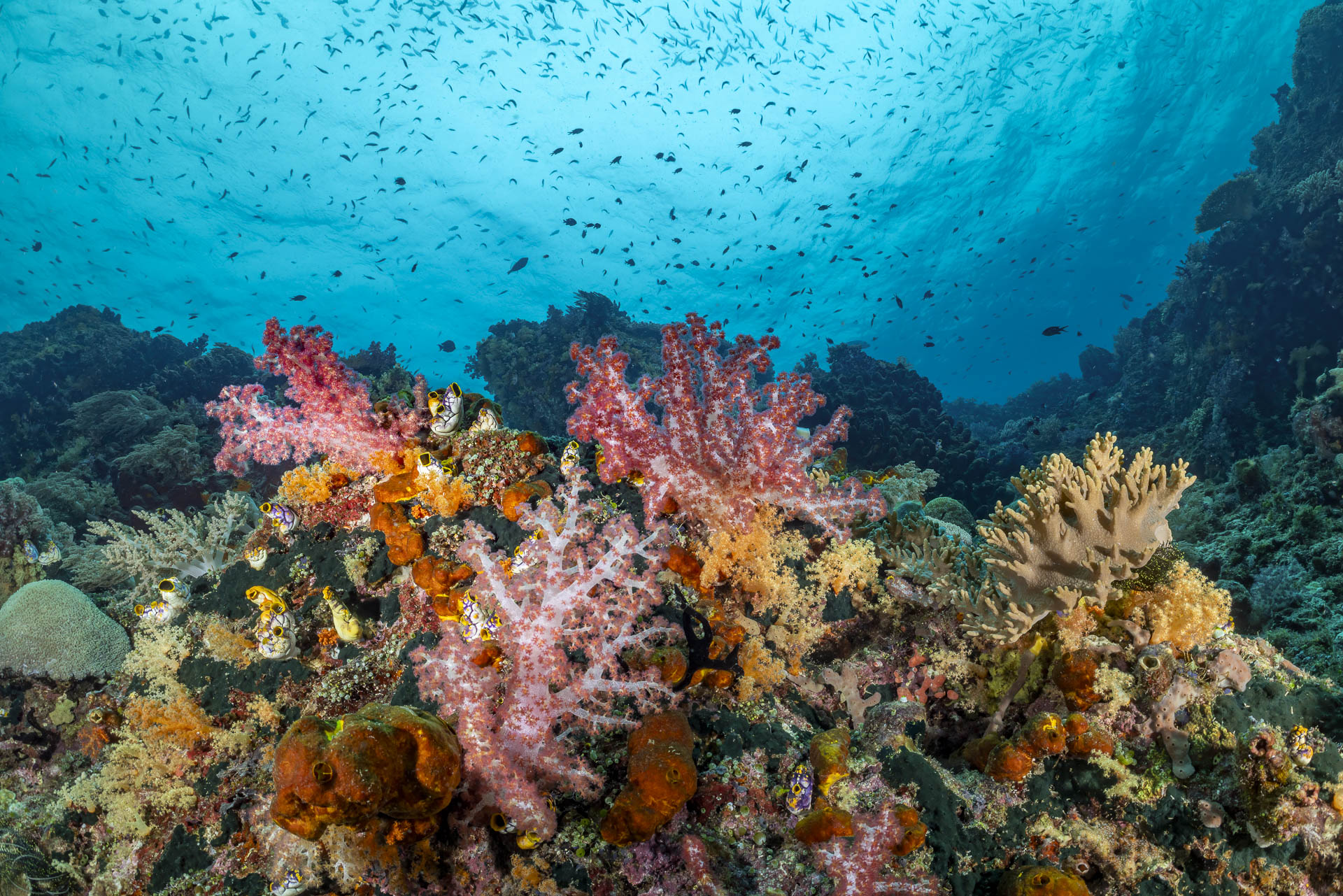 Underwater photography in Misool Raja Ampat