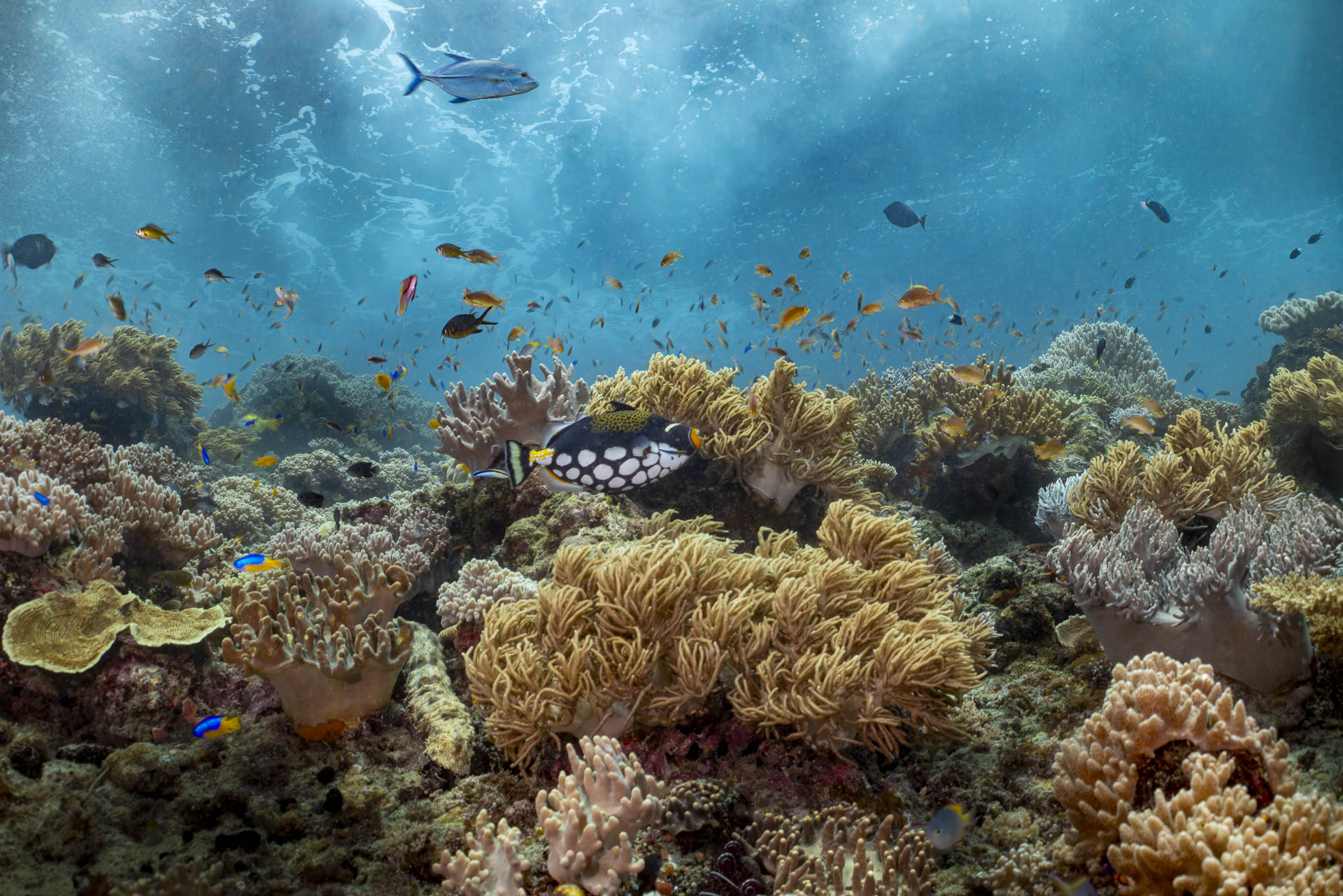 Colorful landscapes of Underwater Misool 
