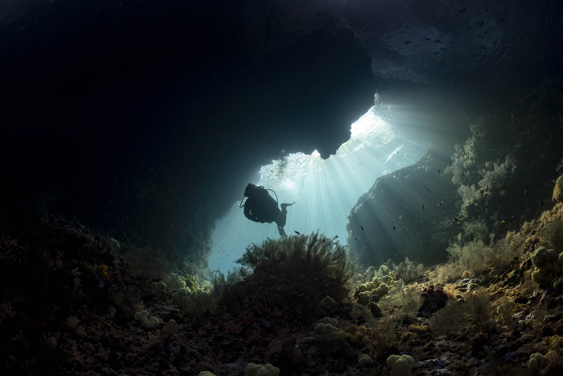 Raja Ampat reef life