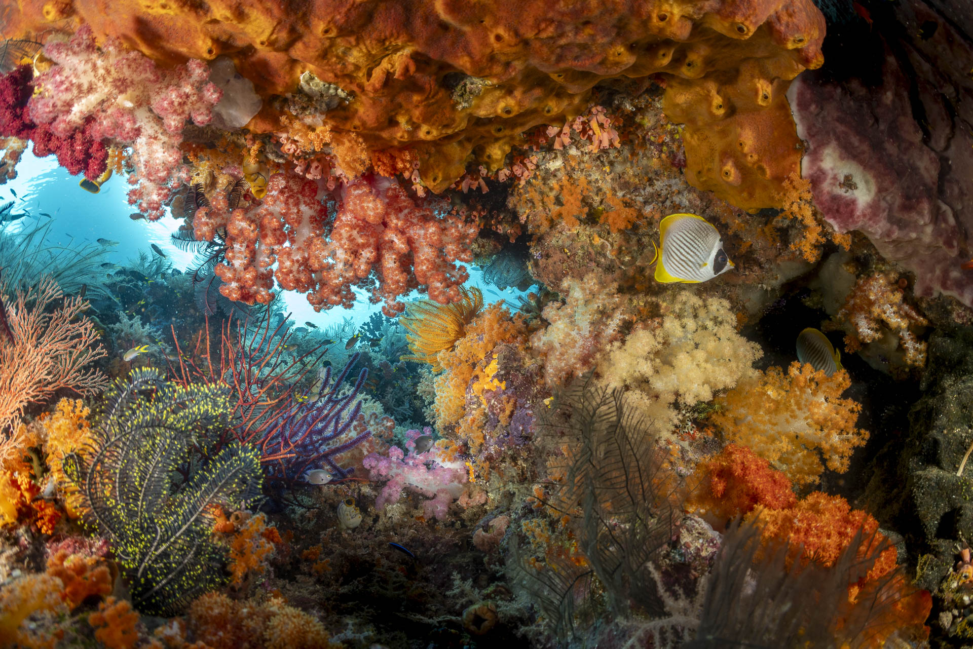 Southern Raja Ampat coral reef